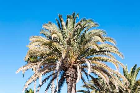 A beautiful palm tree in Playa del Ingles, Maspalomas, Gran Canaria, Spain.の写真素材