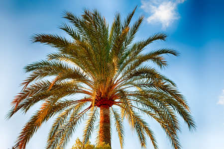 A beautiful palm tree in Playa del Ingles, Maspalomas, Gran Canaria, Spain.の写真素材