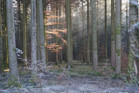 Light in the dark forestの写真素材