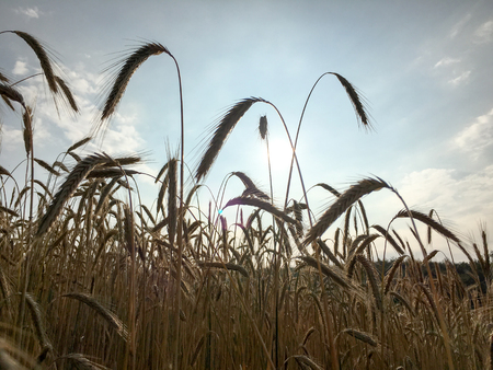 CORN front of evening skyの写真素材