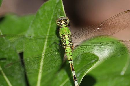 green dragonflyの写真素材