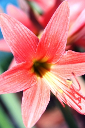 Beautiful flower in sunlightの写真素材