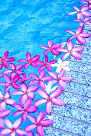 Pink Plumeria floating in a swimming poolの写真素材