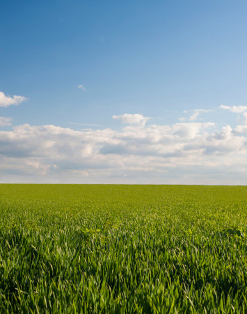 Green Grass and Blue Sky with white clouds