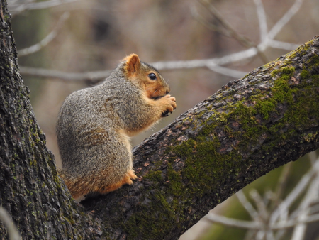 Squirrel on the branchの写真素材