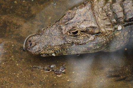 Crocodylus acutus