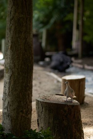 Pigeon on a tree stump and a black swan in the backの写真素材