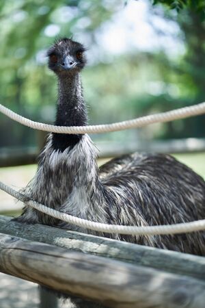 Portrait of an ostrich behind a ropeの写真素材