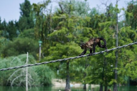 Capuchin monkey walking on a rope over a lake with trees behindの写真素材