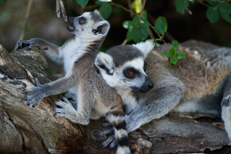Baby lemur playing with a branch and adult lemur lying down