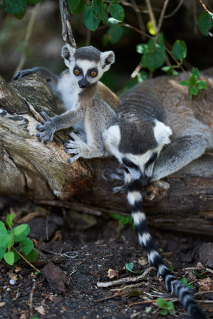 Baby lemur and adult lemur lying down on a tree branch on the ground