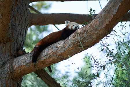 Red panda lying on tree branch up highの写真素材