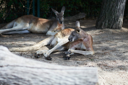 Two kangaroos lying down in the sand with a tree behind and a log in front of them
