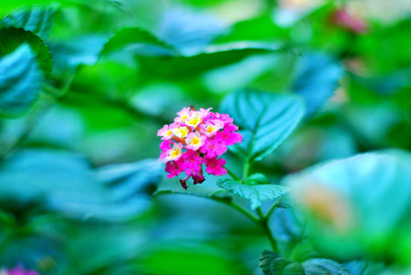 Some of the flowers and plants in Tenerife, Canary Islands. Nature colors