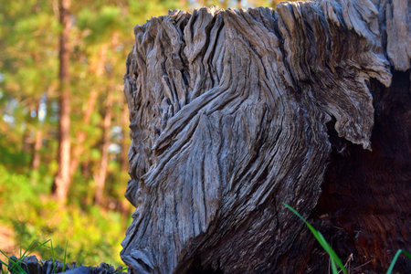 remains of tree trunk, witness of time