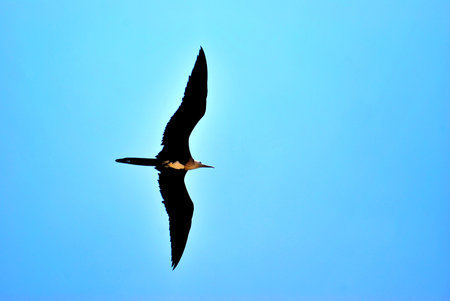 Isla Contoy is a declared area of Nature Reserve and National Wildlife Refugeの写真素材