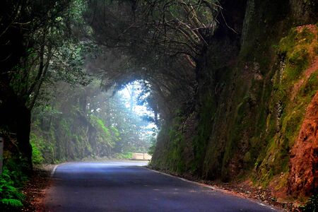 Lights and shadows among the laurisilva of the Anaga mountain range forestの写真素材