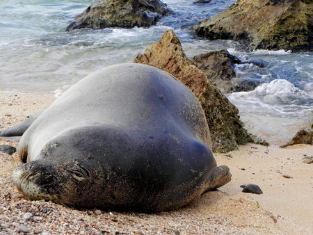 seal sleeping at sharks coveの写真素材