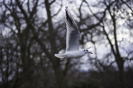 Closeup view of a seagull in flight midair with its wings outspreadの写真素材