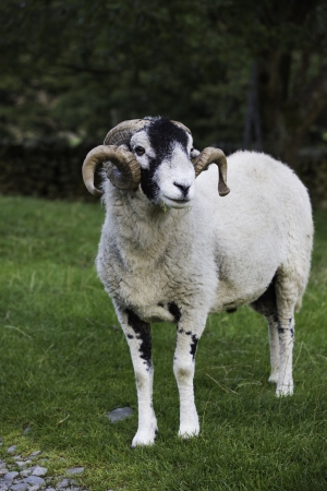 Recently shorn Herdwick ram with a lovely set of horns standing in a green pasture in the Lake Districtの写真素材