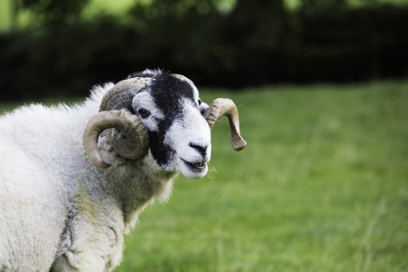 Headshot of a Herdwick ram with a good set of curled horns, a breed made popular in the Lake District by Beatrix Potterの写真素材