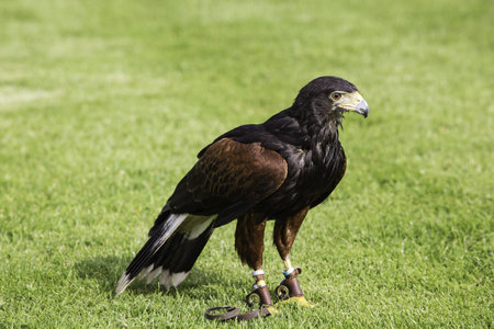 Bird of prey or raptor used in falconry standing on a green field wearing jesses or strips of...