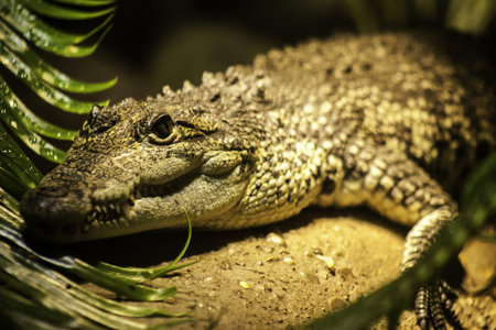 Crocodile head portrait showing the powerful jaws and scaly skin with its bony plates for protection