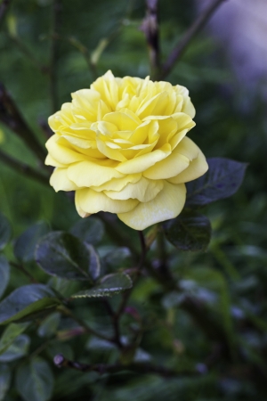 Single beautiful yellow rose blooming on a bush outdoors with copyspaceの写真素材