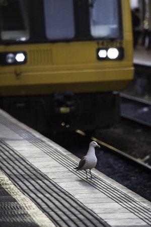 Gulls foraging for food amongst the rubbish discarded on railway tracks at a station with the train...
