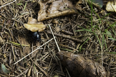 Black beetle with the typical modified forewings of the Colyoptera forming a protective coating over the underlying membranous wing,s on forest floorの写真素材