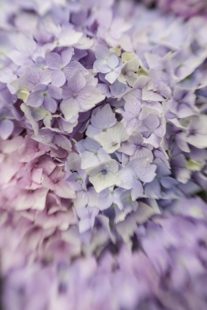 Abstract background of a blue hydrangea flower head showing the clusters of small pale blue flowers with shallow dof taken with a lensbabyの写真素材