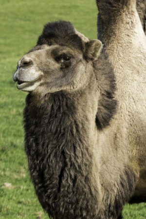 Bactrian camel standing looking to the distance in a green pastureの写真素材