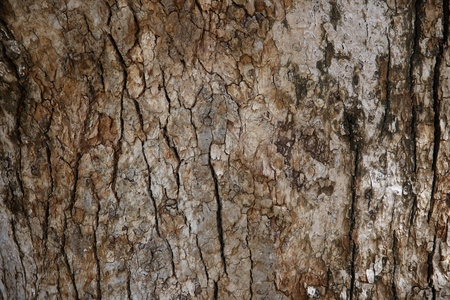 Tree bark close-upの写真素材