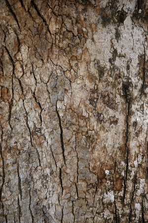 Tree bark close-upの写真素材