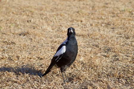 Australian Magpie on the dry grassの写真素材