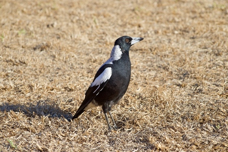 Australian Magpie on the dry grassの写真素材