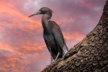 Little Blue Heron sitting on a tree at sunsetの写真素材