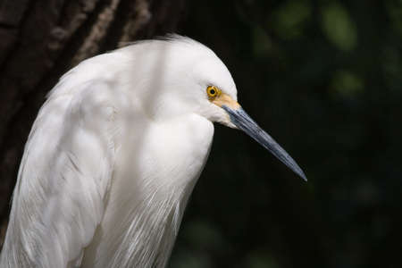Profile of a Snowy Egretの写真素材