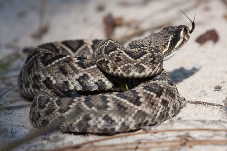 Coiled Eastern Diamondback Rattlesnake flicking tongue