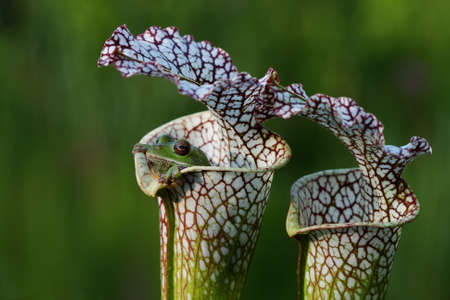 Tree frog peeks out from inside a pitcher plant.の写真素材