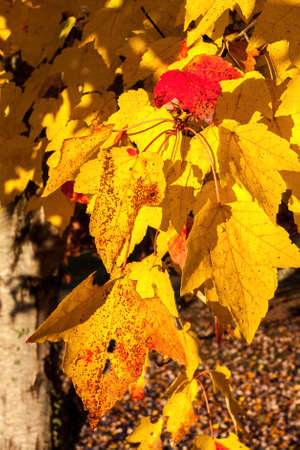 Bright yellow and red Autumn Maple leaves.の写真素材