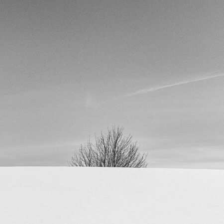A tree stands behind the snow-covered hill in a minimalist image, in black and white and square formatの写真素材