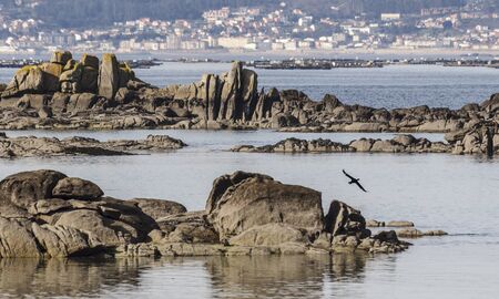 A cormorant flies over the rocks on the shore of the Arosa Island, Spain, during low tide on a sunny dayの写真素材