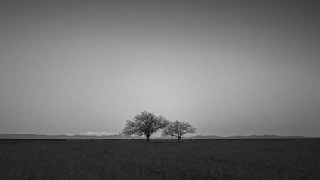 Minimalist black and white image of two isolated trees on a plain with the mountains in the distanceの写真素材