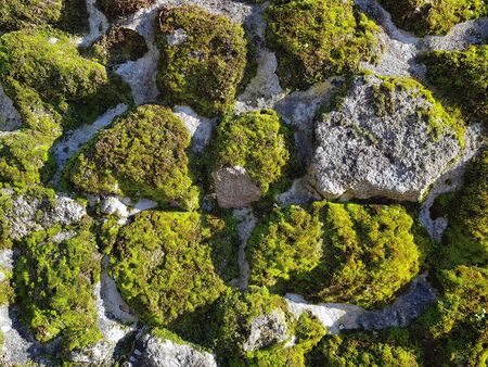 stone wall with moss in autumn with sunの写真素材