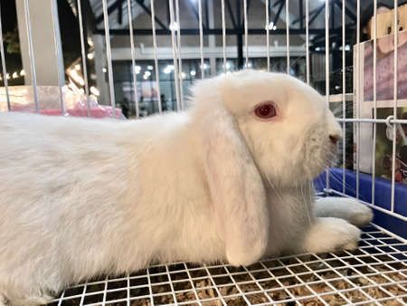 A small rabbit in a cageの写真素材