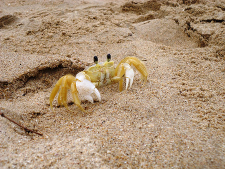 Yellow crab standing on the beach sand with lowered claws.