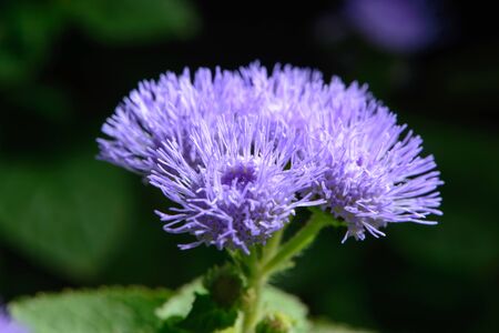 small lilac flowers in a garden.の写真素材