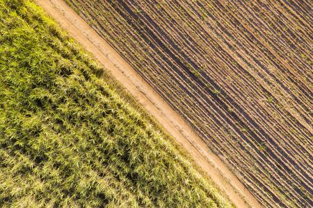 aerial view of a cane field with young plants on one side and adults on the otherの写真素材