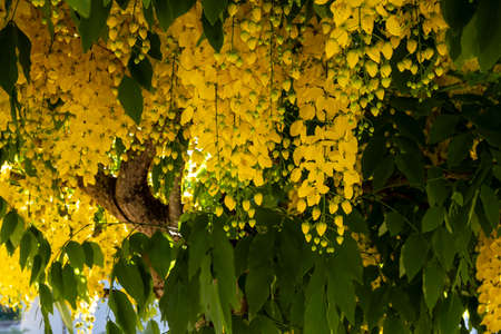 tree with yellow flowers in clusters.の写真素材